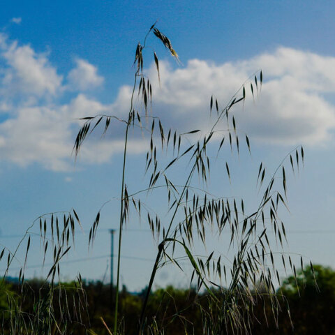 Ζεστός ο καιρός σήμερα Πέμπτη (11/8)