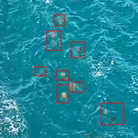 Γέμισαν μέδουσες τα «τρελά νερά» στη Χαλκίδα