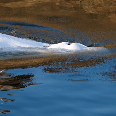 Η φάλαινα μπελούγκα που είχε εντοπιστεί στον Σηκουάνα