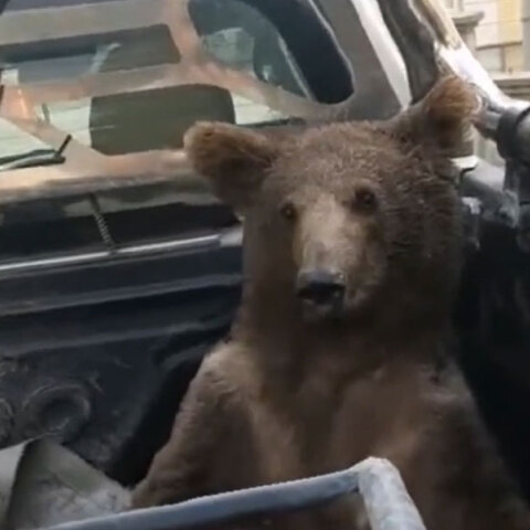 Το αρκουδάκι στην Τουρκία που έγινε viral μετά το «mad honey» που έφαγε