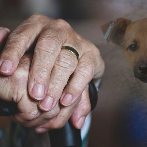 Ηλικιωμένη επιτέθηκε με μπαστούνι σε αδέσποτο στη Θεσσαλονίκη