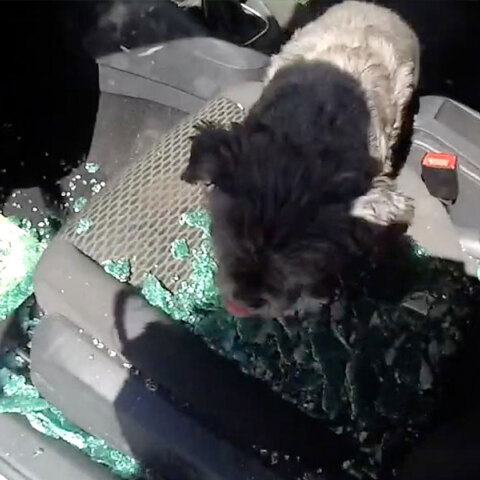 Το σκυλάκι στην Αγγλία που βρέθηκε κλειδωμένο σε αυτοκίνητο μέσα στη ζέστη