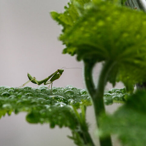Αλογάκι της Παναγίας σε πράσινο φύλλο μετά τη βροχή