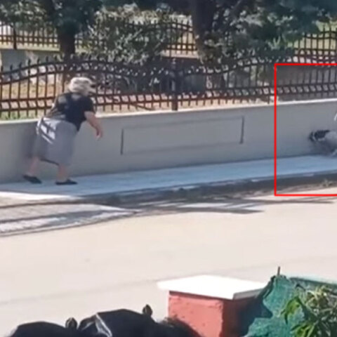 Η ηλικιωμένη στη Θεσσαλονίκη έχει χτυπήσει με το μπαστούνι της τον αδέσποτο σκύλο