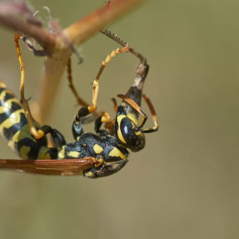 Στη Ναύπακτο σφήκα έστειλε στο νοσοκομείο έναν άνδρα