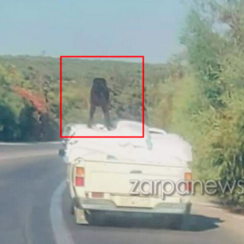 Σκύλος στα Χανιά πάνω σε τσουβάλια στην καρότσα αγροτικού εν κινήσει