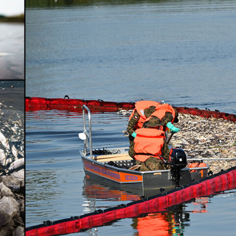 Γεμισε νεκρά ψάρια ο ποταμός Όντερ στην Πολωνία