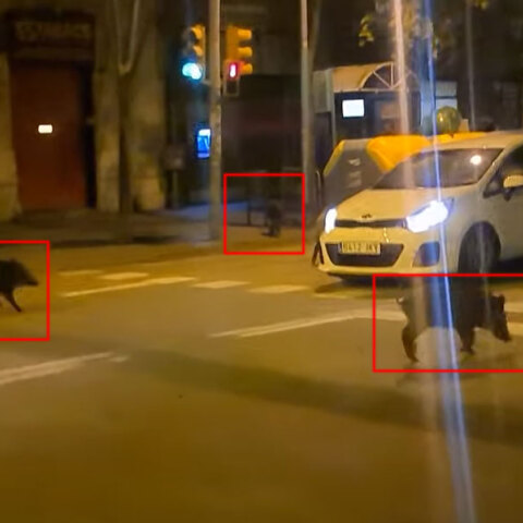 Αγριογούρουνα στη Βαρκελώνη κυκλοφορούν ανάμεσα στα αυτοκίνητα