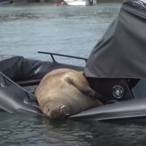 Οι αρχές στη Νορβηγία πυροβόλησαν τη Freya, τον θαλάσσιο ίππο που ανέβαινε σε σκάφη στο Όσλο