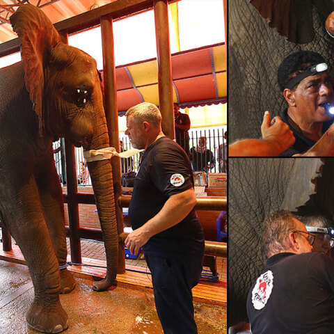 Η Μαντουμπάλα, η ελεφαντίνα στο Πακιστάν με τον σπασμένο χαυλιόδοντα, που υπεβλήθη στην πρωτοποριακή επέμβαση από οδοντιάτρους