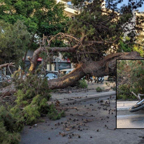 Το δέντρο στο Ηράκλειο Κρήτης που καταπλάκωσε τον οδηγό μηχανής