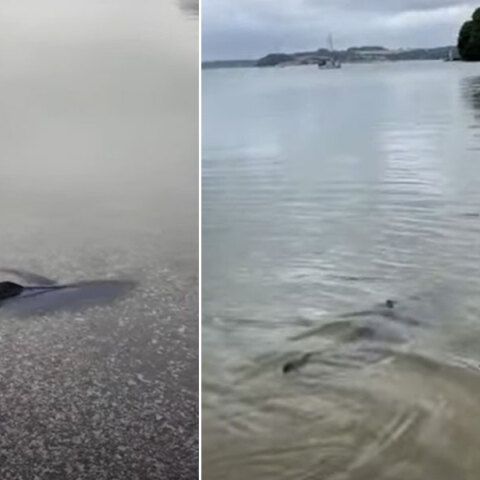 Ο μπλε καρχαρίας που βγήκε σε ακτή στην Κορνουάλη της Αγγλίας