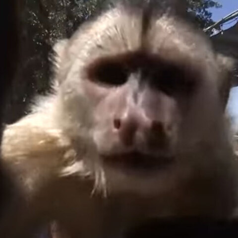 Η μαϊμού σε ζωολογικό κήπο στην Καλιφόρνια των ΗΠΑ που κάλεσε την Πυροσβεστική