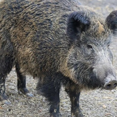 Αγριογούρουνα μέχρι και στο Χαϊδάρι