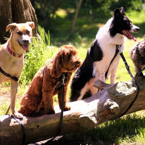 Κίνδυνος άνοιας και στους σκύλους