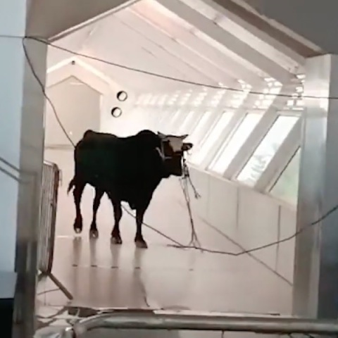 Ταύρος κάνει βόλτα σε τράπεζα στο Ισραήλ