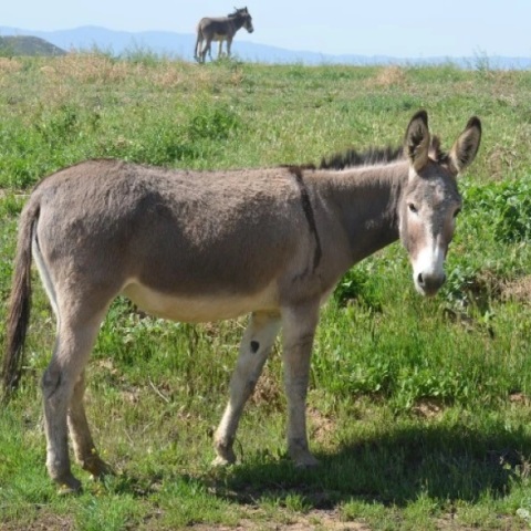 Σύλληψη του 63χρονου για κακοποίηση του γαϊδουριού του