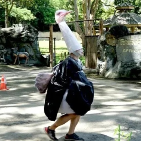 Φύλακας ζωολογικού κήπου ντύθηκε στρουθοκάμηλος και πιάστηκε με απόχη