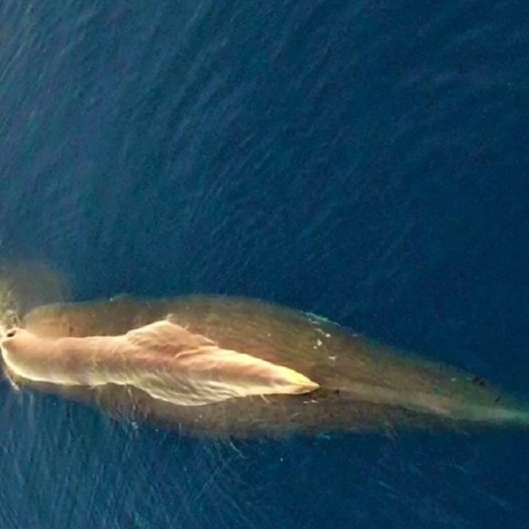Εντυπωσιακή εικόνα από φάλαινα φυσητήρα στο Αιγαίο
