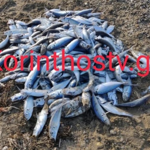 Νεκρά ψάρια ξεβράστηκαν στην παραλία στον Άσσο