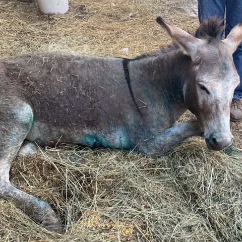 Ευθανασία για το γαϊδουράκι που κακοποιήθηκε στη Ζίτσα