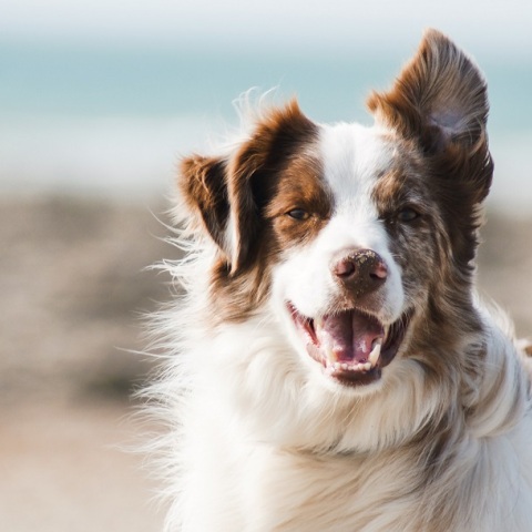 Φιλόζωοι έσωσαν σκυλίτσα που είχε σφηνωθεί σε πλαστικό δοχείο