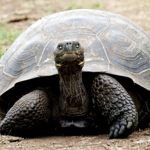 Ισημερινός: Φόβοι ότι κυνήγησαν και έφαγαν τέσσερις χελώνες των Γκαλαπάγκος