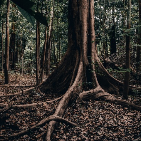 Νεκρός ο τελευταίος Ινδιάνος της φυλής του στον Αμαζόνιο