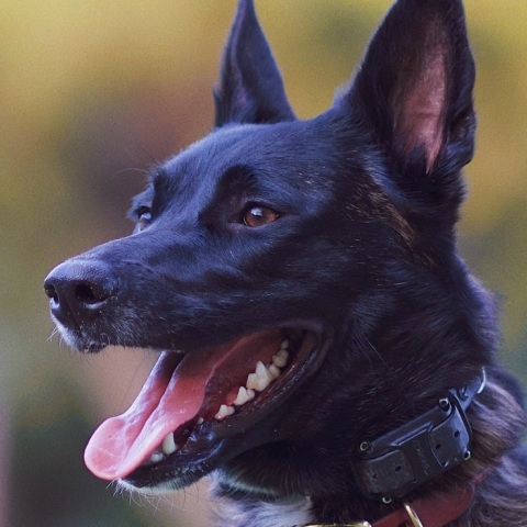 Κρήτη: Επίθεση σκύλου σε γιαγιά και εγγόνι - Ο πατέρας χτύπησε την ιδιοκτήτρια