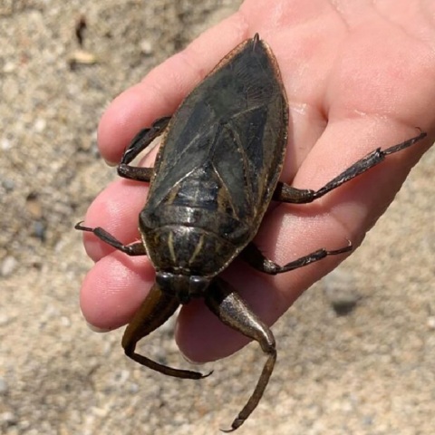 Λιθόκερος: Εμφανίστηκε στην Χαλκιδική το μεγαλύτερο υδρόβιο έντομο της Ευρώπης