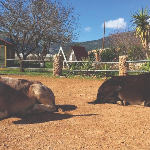 Γαϊδουράκια