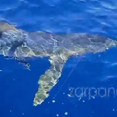 Γαλάζιος καρχαρίας στα Κύθηρα