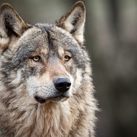 Χαλκηδόνα: Λύκος κατασπάραξε αδέσποτο σκυλί - Δείτε βίντεο