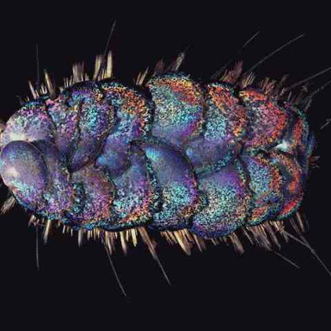 σκουλήκια θάλασσα καλιφόρνια