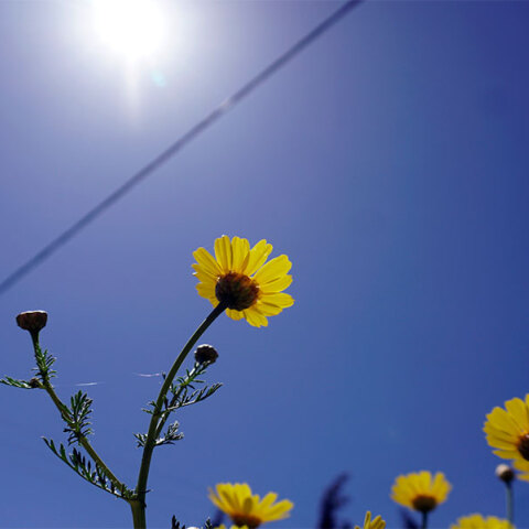 Ήλιος με λουλούδια