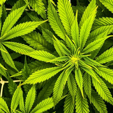 Εντοπίστηκε φυτεία κάνναβης στον Όλυμπο με πάνω από 5.000 δενδρύλια 