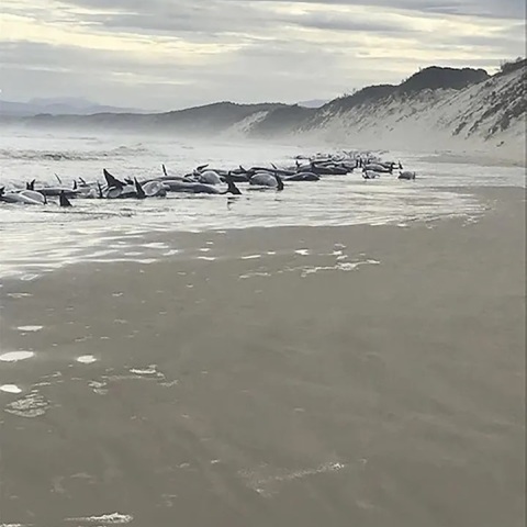 Φάλαινες - Τασμανία ©