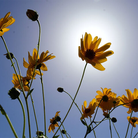 Ήλιος και λουλούδια