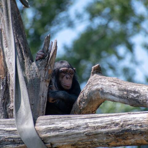 Χιμπατζής ανάμεσα σε κορμούς δέντρων