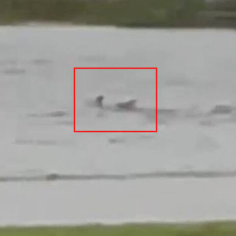 Καρχαρίας στη Φλόριντα κολυμπά σε πλημμυρισμένο δρόμο, καθώς ο κυκλώνας Ίαν σαρώνει τα πάντα στο πέρασμά του