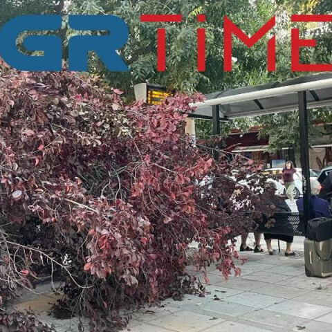 Το δέντρο που έπεσε στην Εγνατία στη Θεσσαλονίκη
