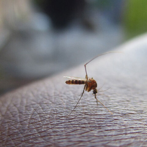 Αυξάνονται τα κρούσματα στην Ελλάδα που αφορούν τον ιό του Δυτικού Νείλου