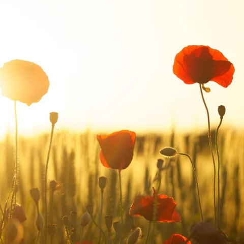 Καλές καιρικές συνθήκες τη Δευτέρα 10 Οκτωβρίου, σύμφωνα με την πρόγνωση καιρού