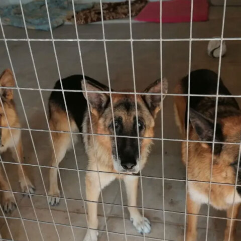 Τα τρία σκυλιά του Ξαρχάκου σε καταφύγιο ζώων  του Δήμου Αθηναίων στον Ελαιώνα