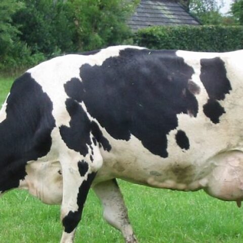 Νέα Ζηλανδία: Ειδική εισφορά από αγρότες για εκπομπές αερίων απο τα ζώα τους