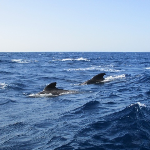 Πέθαναν και τα 240 μαυροδέλφινα που είχαν εξοκείλει στο νησί Πιτ