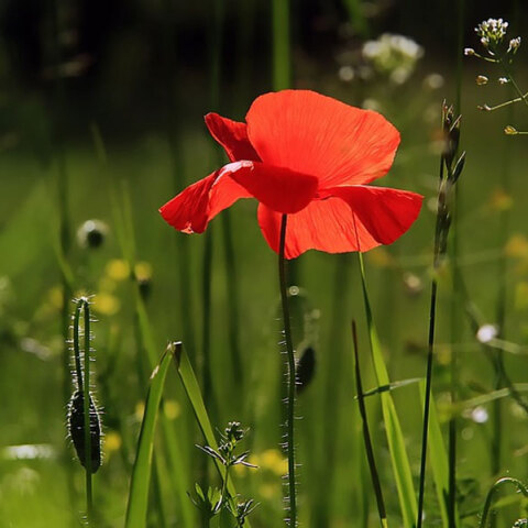 Με νεφώσεις κατά διαστήματα ο καιρός σήμερα Πέμπτη (13/10)