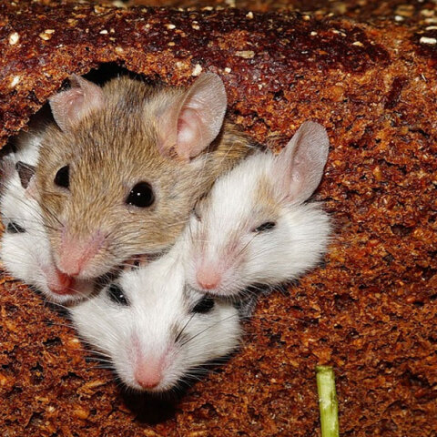 Επιστήμονες συνεχίζουν τα πειράματα σε ποντίκια