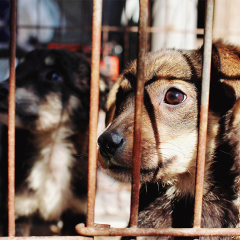 Νεκρά σκυλιά με τραύματα από σφαίρα και δέσιμο στην Καστοριά