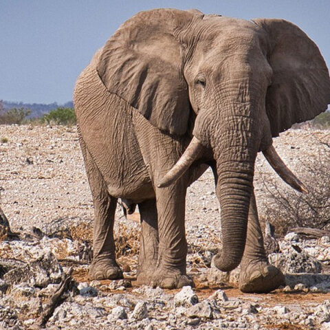 Ελέφαντας σε σαβάνα στην Αφρική